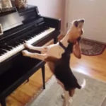 Beagle Buddy Mercury: The talented musician makes everyone laugh with his adorable style