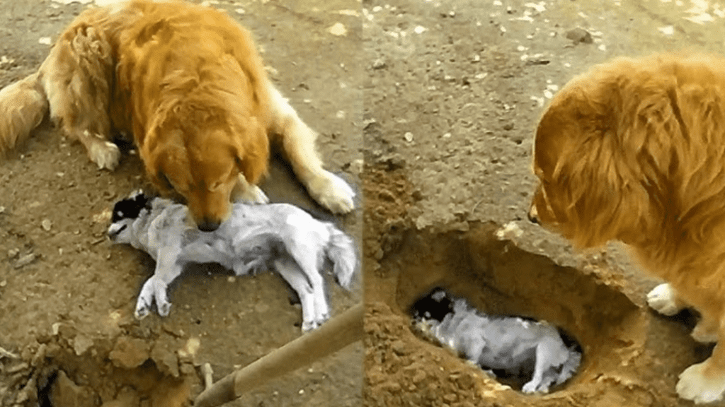 Golden Retriever Moves People to Tears as He Refuses to Let His Companion Go