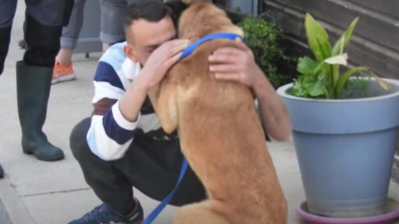 Overcoming more than 200 kilometers to find his beloved dog and the unexpected ending