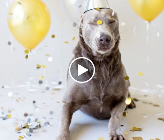 Blind dog’s unexpected action on its birthday