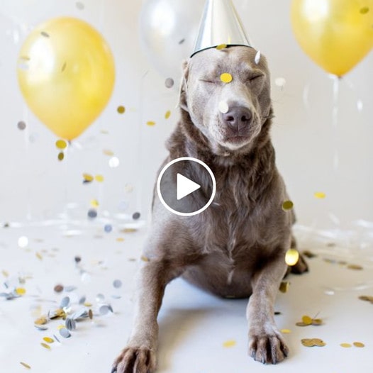 Blind dog’s unexpected action on its birthday