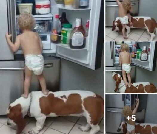 STRANGE STORY: SMART DOG HELPS BOY CLIMB THE REFRIGERATOR