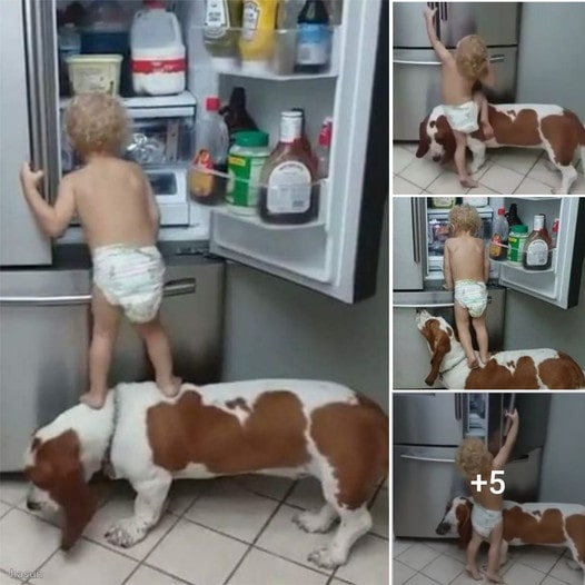 STRANGE STORY: SMART DOG HELPS BOY CLIMB THE REFRIGERATOR