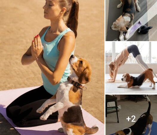 ANYONE WHO HEARS THE REASON WHY A BEAGLE DOG PRACTICES YOGA EVERY DAY WILL BE SURPRISED