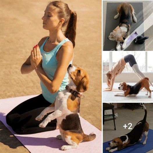 ANYONE WHO HEARS THE REASON WHY A BEAGLE DOG PRACTICES YOGA EVERY DAY WILL BE SURPRISED