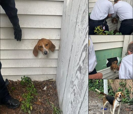 CURIOUS DOG STUCK IN AN UNBELIEVABLE PLACE, HOURS TO RESCUE