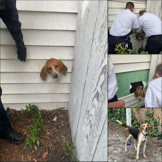 CURIOUS DOG STUCK IN AN UNBELIEVABLE PLACE, HOURS TO RESCUE