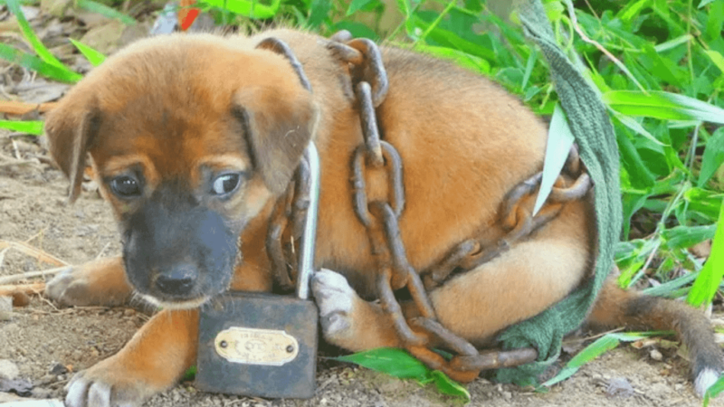 The chained puppy with a desperate cry for help