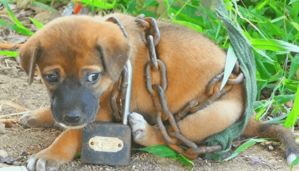 The chained puppy with a desperate cry for help