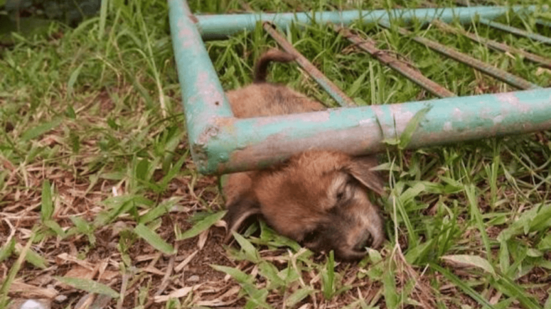 The heartbreaking scene of a stray dog ​​on a walk and the ending