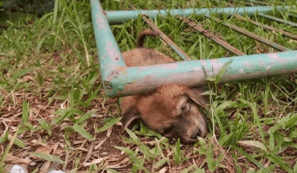 The heartbreaking scene of a stray dog ​​on a walk and the ending