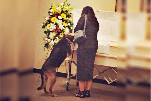 The dog said goodbye at the owner’s funeral, everyone was heartbroken.