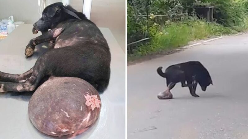 Poor dog with a tumor on its body begging for help