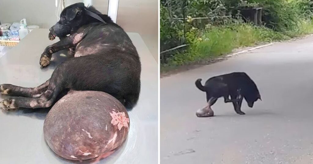 Poor dog with a tumor on its body begging for help