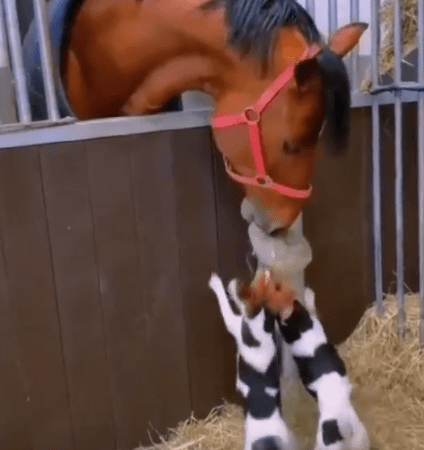 CUTE MOMENTS OF HORSE AND DOG