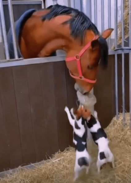 CUTE MOMENTS OF HORSE AND DOG