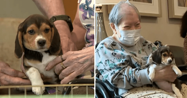 Beagle rescued from breeding facility brings joy to seniors during nursing home visit