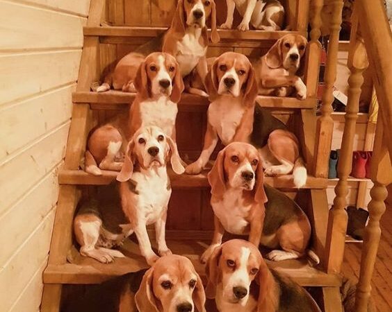 Adorable moments of Beagle dogs that make everyone laugh