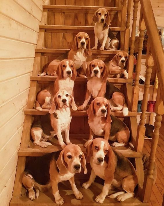 Adorable moments of Beagle dogs that make everyone laugh