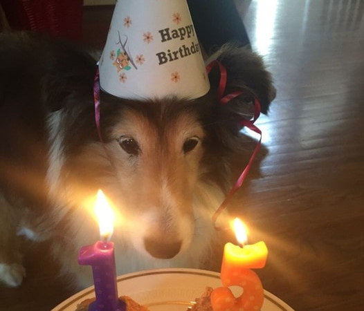 Dog celebrates 15th birthday in loneliness that makes everyone cry