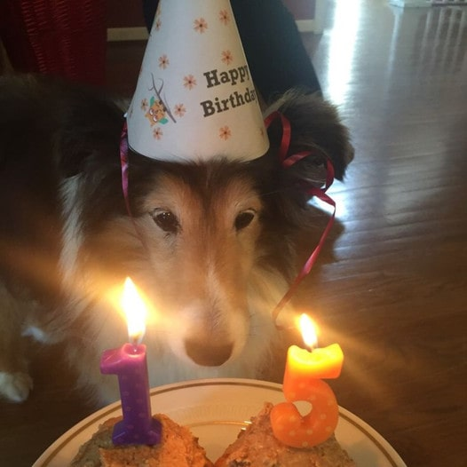 Dog celebrates 15th birthday in loneliness that makes everyone cry