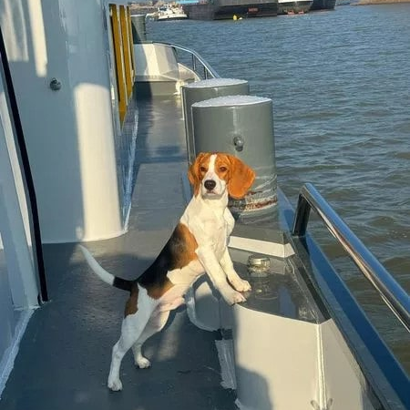 Beagle Mic conquers the ocean and millions of hearts with his cuteness