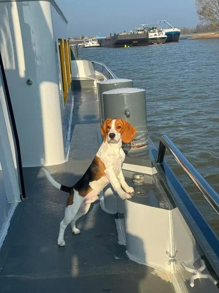 Beagle Mic conquers the ocean and millions of hearts with his cuteness