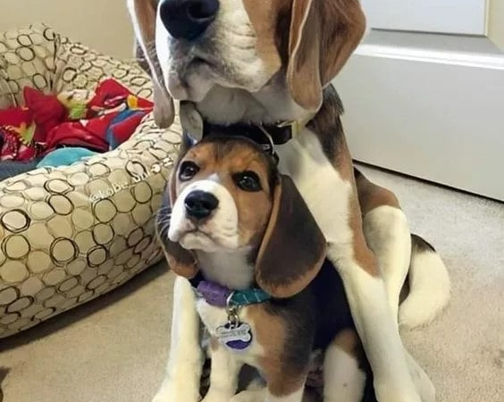 The Beagle’s Warm Motherly Love and Protective Instinct for Her child ‎