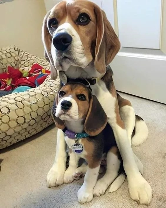 The Beagle’s Warm Motherly Love and Protective Instinct for Her child ‎