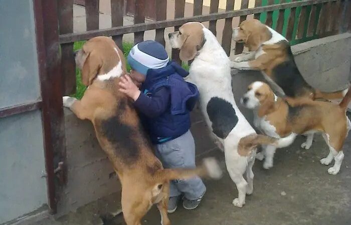 THE HABIT OF A 4-YEAR-OLD BOY AND HIS PUPPIES WHEN GREETING THEIR PARENTS MOVES EVERYONE