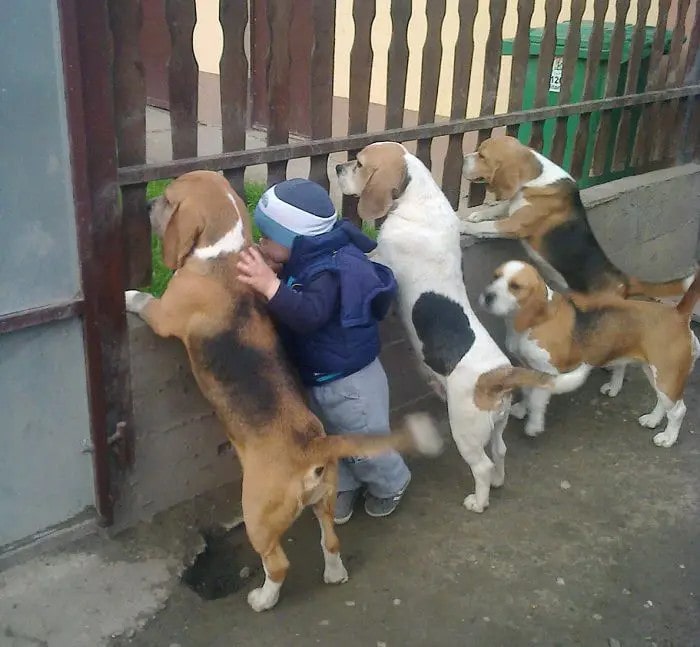 THE HABIT OF A 4-YEAR-OLD BOY AND HIS PUPPIES WHEN GREETING THEIR PARENTS MOVES EVERYONE