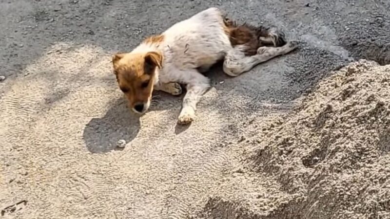 Abandoned by the roadside for days, pleading with passersby for help, only to be met with cold indifference ‎.