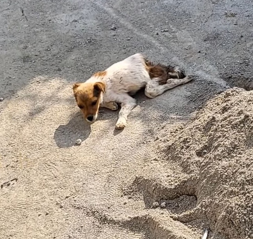 Abandoned by the roadside for days, pleading with passersby for help, only to be met with cold indifference ‎.