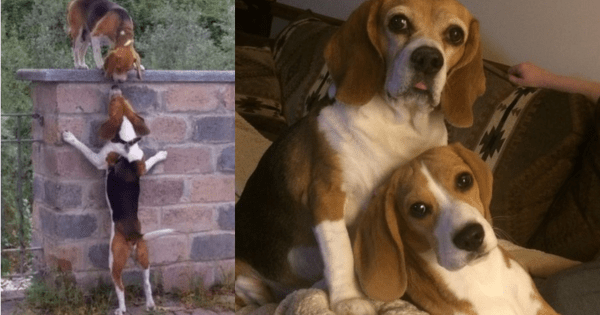 The undying love between two Beagles, now they live under the same roof after a passionate kiss by the wall that once divided the family