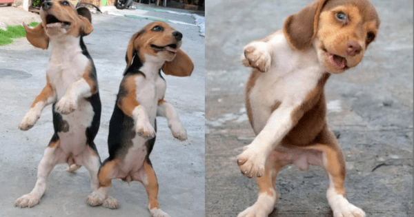 Dogs bounce to the music, doing amazing dances on their hind legs