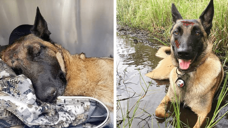 A brave dog saves its owner from a mountain lion attack, displaying remarkable courage and loyalty in a moment of danger!