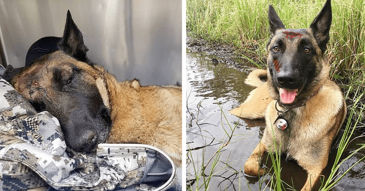 A brave dog saves its owner from a mountain lion attack, displaying remarkable courage and loyalty in a moment of danger!