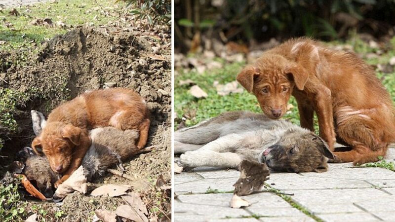 Emotional farewell: The image of a dog’s tears for his beloved makes everyone fall into deep emotions. ‎