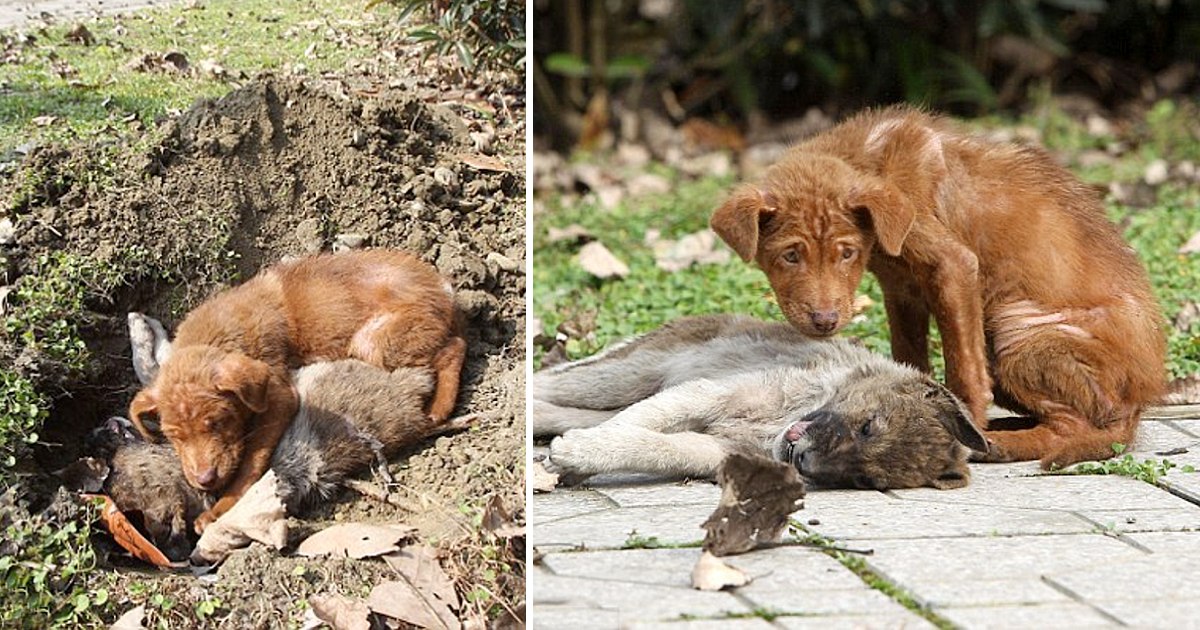 Emotional farewell: The image of a dog’s tears for his beloved makes everyone fall into deep emotions. ‎