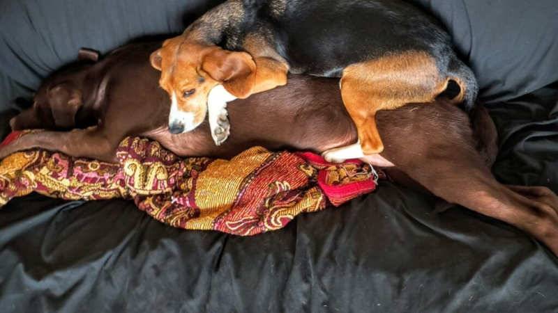 Beagle Dog and His Strange Hobby: Turning His Best Friend Into His Bed