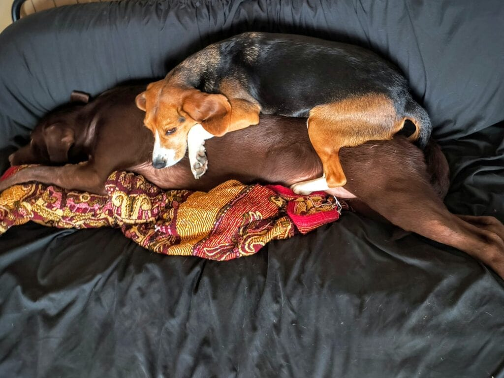 Beagle Dog and His Strange Hobby: Turning His Best Friend Into His Bed