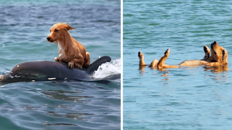 Puppy Almost Drowns in Florida, But Is Saved by Dolphins