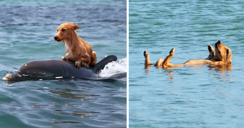 Puppy Almost Drowns in Florida, But Is Saved by Dolphins