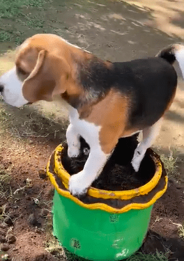 Funny Moment: Beagle Digs In Pot Of Dirt, Thinking He’s Helping