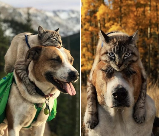 Funny Friendship Between Cat And Beagle: “Your Head Is My Chair!”