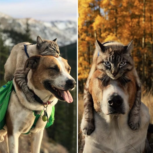 Funny Friendship Between Cat And Beagle: “Your Head Is My Chair!”