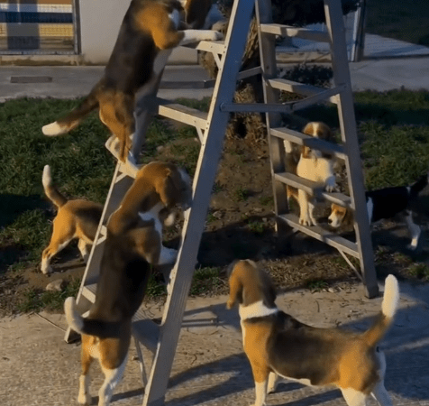 Beagle Proves Courage Climbing Ladders With Support From Team