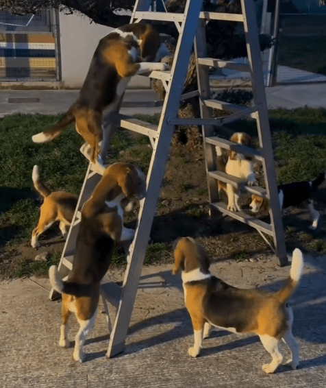 Beagle Proves Courage Climbing Ladders With Support From Team