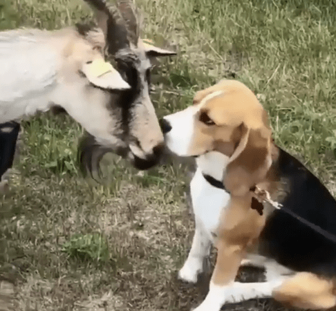 Touching Moment: Old Goat Comforts Sad Beagle