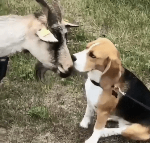 Touching Moment: Old Goat Comforts Sad Beagle